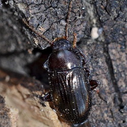 Alphitobius diaperinus